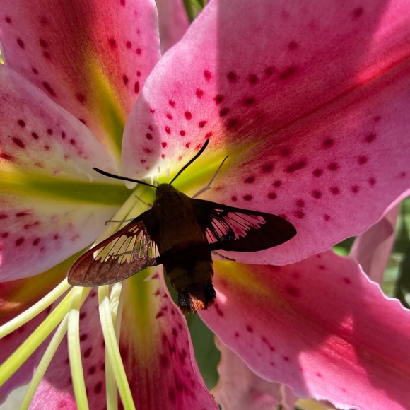 Meet your Posher Friend, vtrollingstone - Picture 3 of 3